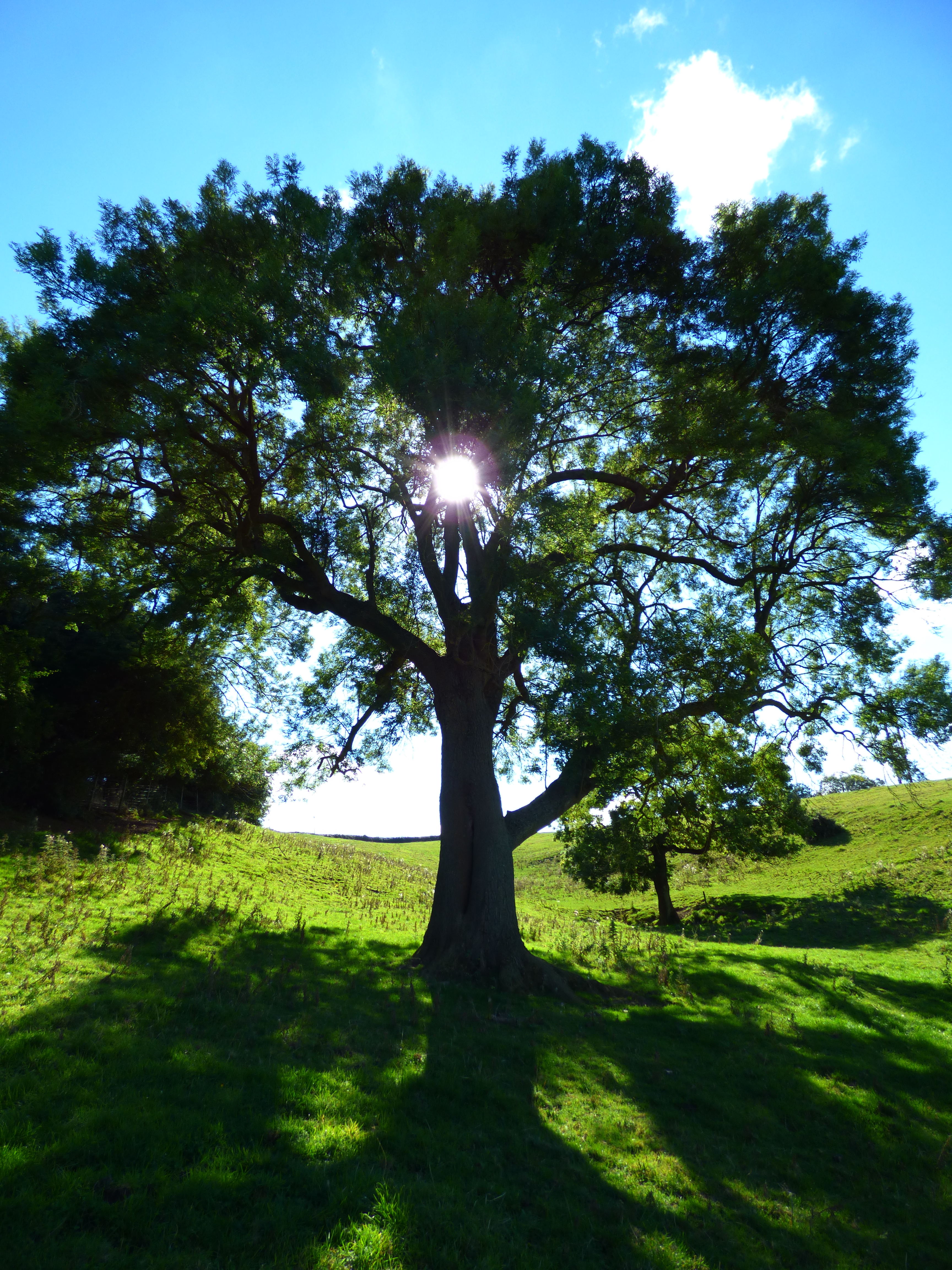 MARKET HARBOROUGH, LEICESTERSHIRE - Initiatique Trees of the Light (Advanced)