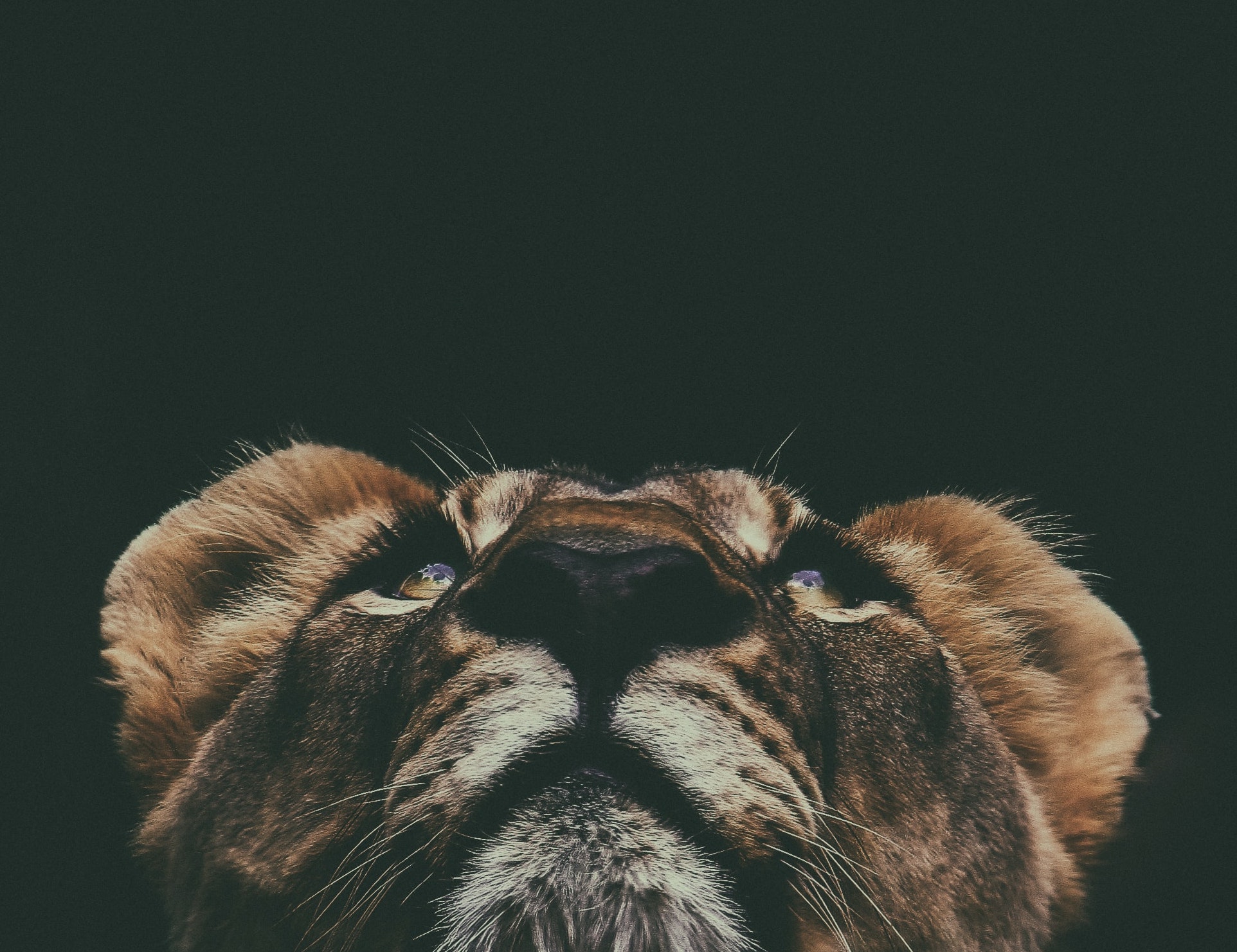 Animal Communication: Connecting with our Wild Tribe